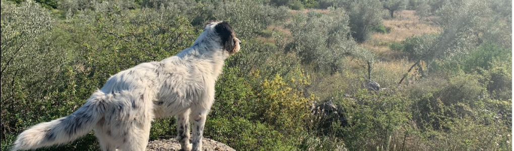 canine archaeologist surveys site